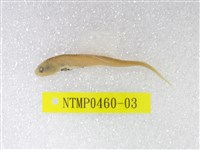 藏品(尖尾犀鱈)的圖片